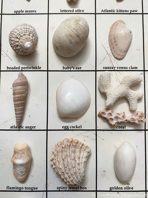 How to Make a Shell Box - Southern Hospitality Beachy Decorations, Seashell Identification, Seashore Decor, Shells Craft, Collecting Shells, Shell Projects, Beach Seashells, Types Of Shells, Beach Craft