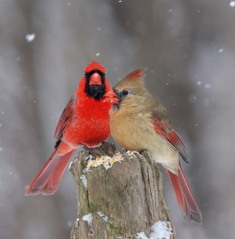 Download Northern Cardinals stock image. Image of couple, avian - 18026685 Bird House Kits, Cardinal Bird, Cardinal Birds, Backyard Birds, Bird Pictures, Exotic Birds, Red Birds, Pretty Birds, Bird Photo