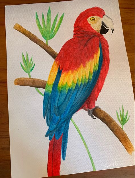 Técnicas de texturas en un dibujo Drawings Of Parrots, How To Draw Feathers On A Bird, Art Ideas Drawing Color Pencil Easy, Rio Bird Drawing, Parrot Painting Easy, Jungle Animal Drawings, Macaw Parrot Drawing, Parrot Drawing Easy, Love Birds Drawing