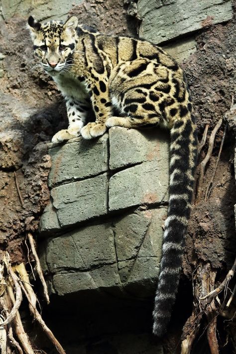 Wildlife Photography National Geographic, Endangered Animals Project, Margay Cat, National Geographic Animals, National Geographic Photography, Serval Cats, Rock Photo, Sand Cat, Cat References