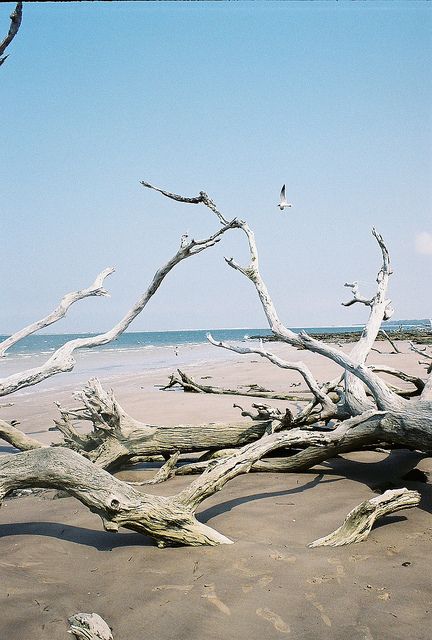 Gull at Black Rock Trail Nassau Sound Driftwood Beach by Latent Image Photography, via Flickr Home Decoration Diy, Beach Pic, Driftwood Beach, Beach Wood, Mediterranean Decor, Seaside Cottage, Beach Rocks, Coastal Beaches, Decorating Small Spaces