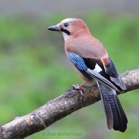 Eurasian Jay, Information About Cats, Bird Identification, Dog Information, Jay Bird, Bird Watcher, Felt Birds, Colorful Bird, Ceramic Animals