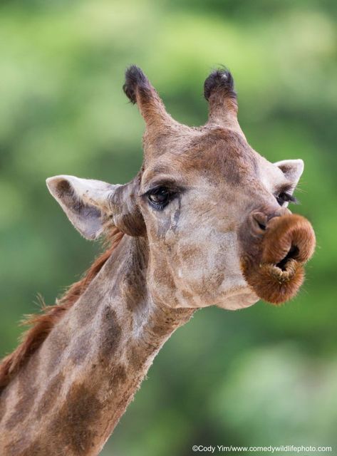 Comedy Wildlife Photography, Animal Photography Wildlife, Giraffe Pictures, Funny Giraffe, Funny Animal Photos, A Giraffe, Animal Photos, Cute Wild Animals, Photography Awards