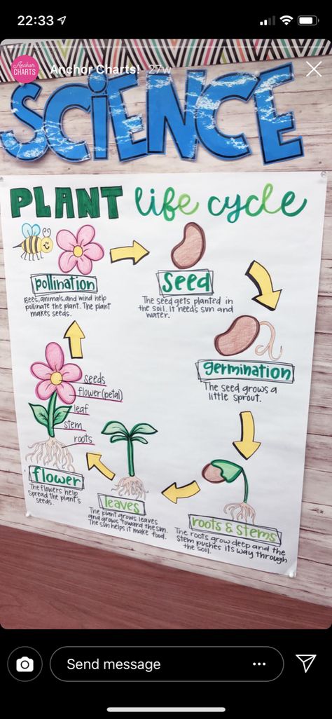 Classroom Management Songs, Plants Life Cycle Activities, Weather Lesson Plans, Anchor Charts First Grade, Science Chart, Weather Lessons, Science Anchor Charts, Kindergarten Anchor Charts, Life Cycles Activities