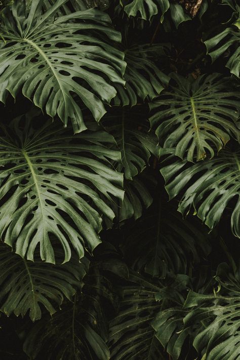 #aesthetic #wallpaper Dark Green Academia, Worms Eye View, Shadow Images, Geometric Shapes Art, Plant Background, Shadow Pictures, Plant Wallpaper, Close Up Photography, Plant Aesthetic