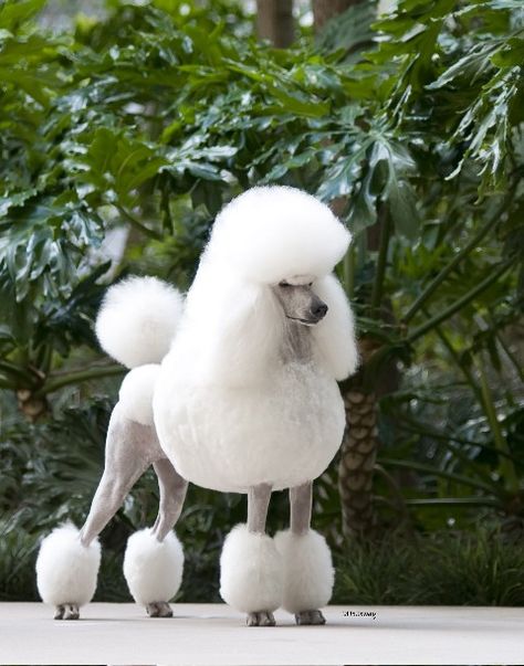 Poodle White, Anjing Poodle, Ooga Booga, Poodle Haircut, White Poodle, Poodle Grooming, English Toy Spaniel, Purebred Dogs, Standard Poodle