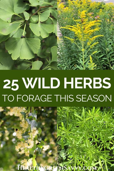 Medicinal Wild Plants, Medicinal Weeds, Medicine Garden, Wild Foraging, Wild Food Foraging, Wild Herbs, Medicinal Herbs Garden, Edible Wild Plants, Medical Herbs