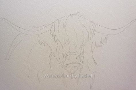 How To Draw A Highland Cow Step By Step, Cow Drawing Easy, Draw A Cow, Cow Paintings On Canvas, Cow Sketch, Highland Cow Painting, Highland Cow Art, Cow Drawing, Watercolor Paintings Of Animals