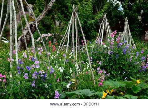 lathyrus sweet peas pea grow growing up wigwam plant supports frame frames summer annuals climbers climbing flowers wigwams Stock Photo Pea Trellis, Growing Sweet Peas, Sweet Pea Plant, Climbing Plant Support, Perennial Flower, Climbing Flowers, Sweet Pea Flowers, Pea Flower, Cut Flower Garden