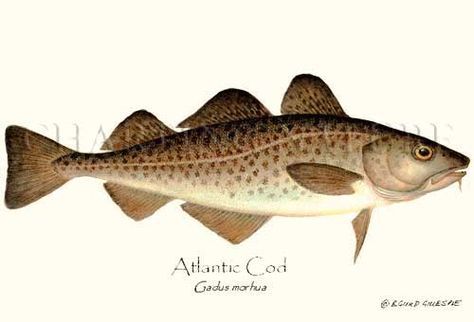 Cod Cod Fish Illustration, Cod Tattoo, Atlantic Cod, Fish Illustrations, Fish Board, Coyote Hunting, Wooden Things, Minimal Drawings, Deer Hunting Blinds