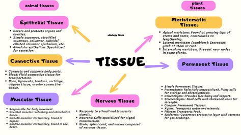 Explore the fascinating world of plant and animal tissues with this informative cheat sheet! 🌱🐾Discover the intricacies of plant and animal tissues, their functions, and fascinating characteristics. Pin this cheat sheet to delve deeper into the wonders of life!" plant tissue| animal tissue| tissues Types Of Animal Tissue, Types Of Tissues Notes, Tissues Of The Body Notes, Plant Tissue Notes, Plant And Animal Tissues Notes, Biology Tissues Notes, Cells And Tissues Anatomy Notes, Anatomy Tissue Notes, Animal Tissues Notes