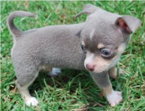 Tiny blue chihuahua puppy Chiwawa Puppies, Blue Chihuahua, Chihuahua Facts, Chihuahuas Dogs, Merle Chihuahua, Chihuahua Breeds, Puppy Fever, Teacup Chihuahua Puppies, Maltipoo Puppy