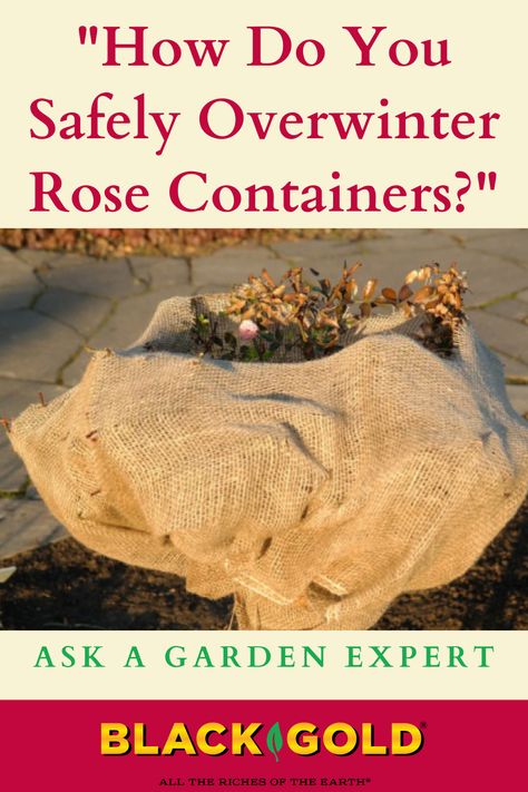 How To Cover Roses For Winter, Trimming Roses For Winter, Prune Roses For Winter, How To Keep Outdoor Plants Alive During Winter, Transplanting Roses, Preparing Roses For Winter, Roses In Containers, Ontario Winter, Container Roses