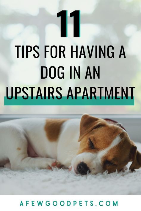 Puppy Apartment Ideas, Apartment Dog, Getting A New Puppy, Upstairs Apartment, Door Sound, Puppy Palace, Doggy Door, Apartment Dogs, Different Dog Breeds