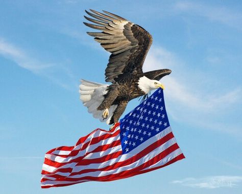 Eagle carrying flag American Flag Pictures, America Flag Wallpaper, Patriotic Pictures, American Flag Wallpaper, Eagle Painting, American Flag Eagle, Eagle Pictures, American Bald Eagle, I Love America