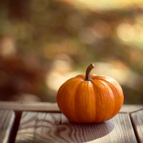 courge Pumkin Decoration, Nature Autumn, 강아지 그림, Autumn Scenes, Orange Pumpkin, Fabulous Fall, Halloween Photos, Fine Art Photography Print, Autumn Beauty