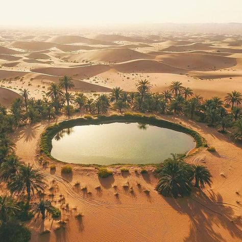 Siwa Oasis, Desert Aesthetic, Socotra, Desert Environment, Desert Life, Desert Oasis, المملكة العربية السعودية, Fantasy Places, In The Desert