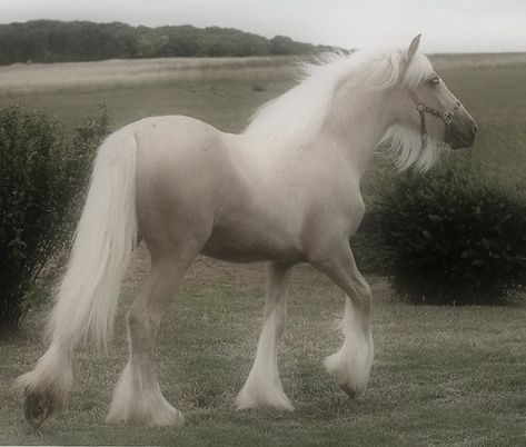 Horse Life Aesthetic, Horse Side Profile, Horse Reference, Horse Aesthetic Royal, White Horse Aesthetic, Woman On Horse Reference, White Horses Aesthetic, White Horse Taylor Swift, Pure White Horse