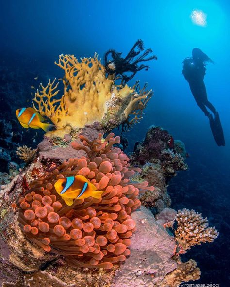 If you haven't experienced the magic of diving in the Red Sea, we highly recommend adding it to your bucket list! 📷: IG user '@virginiasalzedounderwater' Red Sea Diving, Diver Down, Sea Diving, The Red Sea, Coral Reefs, Scuba Diver, Red Sea, Summer Adventures, Underwater World