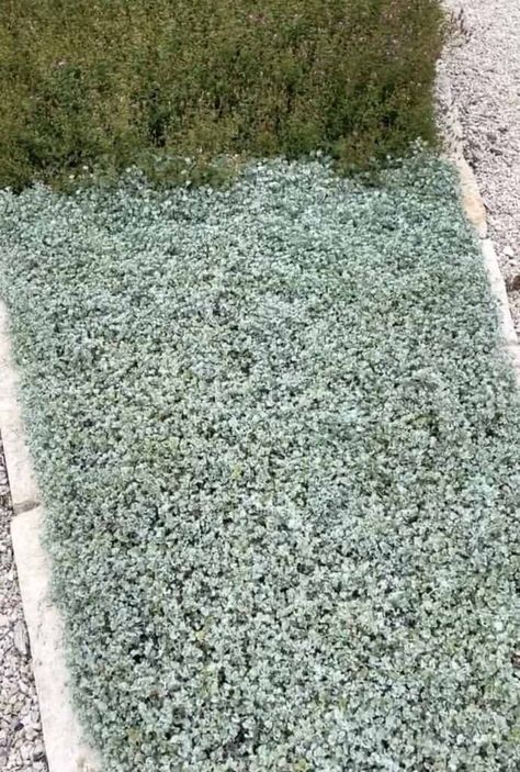 5 Reasons to Grow Silver Ponyfoot Silver Ponyfoot Ground Cover, Silver Ponyfoot, Silver Falls Plant, Native Ground Cover, Silver Falls Dichondra, Mexican Feather Grass, Texas Native Plants, Perennial Ground Cover, Silver Plant