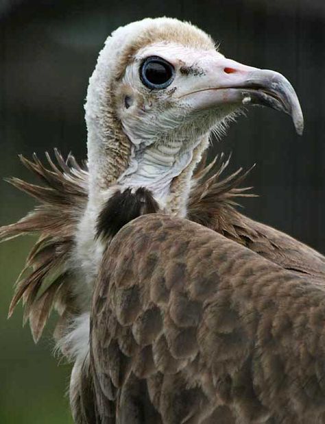 Hooded Vulture, Prey Birds, Vulture Marvel, African Birds, Tattoo Animal, Water Birds, Wildlife Pictures, Vulture Culture, Bird Of Prey