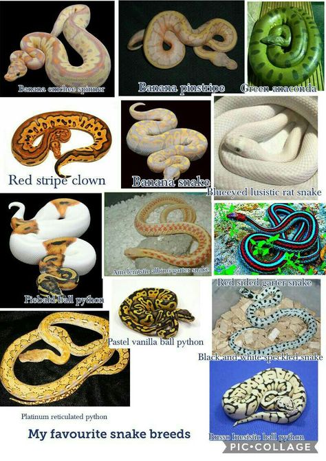 These are some of my favourite breeds of 🐍 Snake Breeds, Green Anaconda, Reticulated Python, Rat Snake, Garter Snake, Ball Python, Red Stripe, Snakes, Reptiles