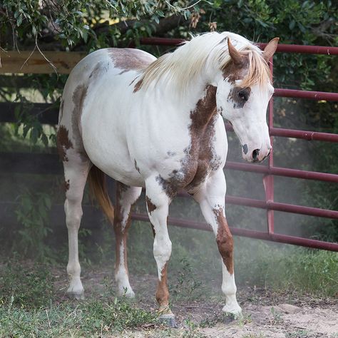 Red Roan Overo Unique Horses, Clinton Anderson, Horse Markings, Horse Reference, American Paint Horse, Pinto Horse, Horse Colors, Rodeo Horses, Paint Horse