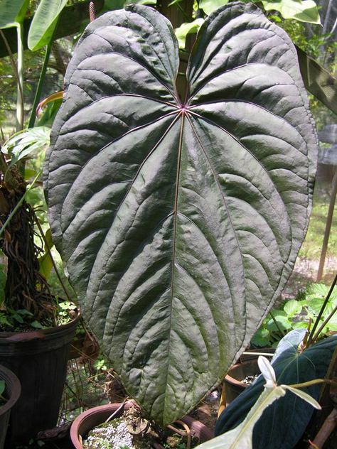 Anthurium 'Circus Peanuts', from NSE Tropicals Anthurium Luxurians, Tropical Botanical Garden, Circus Peanuts, Anthurium Plant, Amazing Plants, Anthurium Flower, Flamingo Flower, Hawaii Tropical, Tropical Botanical