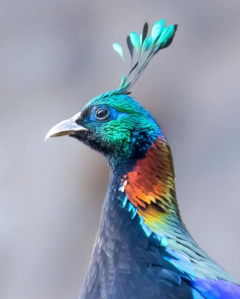 Himalayan Monal, Wild Chicken, Test Your Iq, Bbc Earth, State Birds, Color Sorting, Nature Sounds, Exotic Birds, Pretty Birds