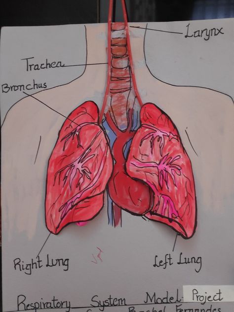 School projects and assignments Respiratory System Model, Respiratory System Projects, Diy School, Cool Pencil Drawings, System Model, Respiratory System, Research Projects, Science Projects, Respiratory