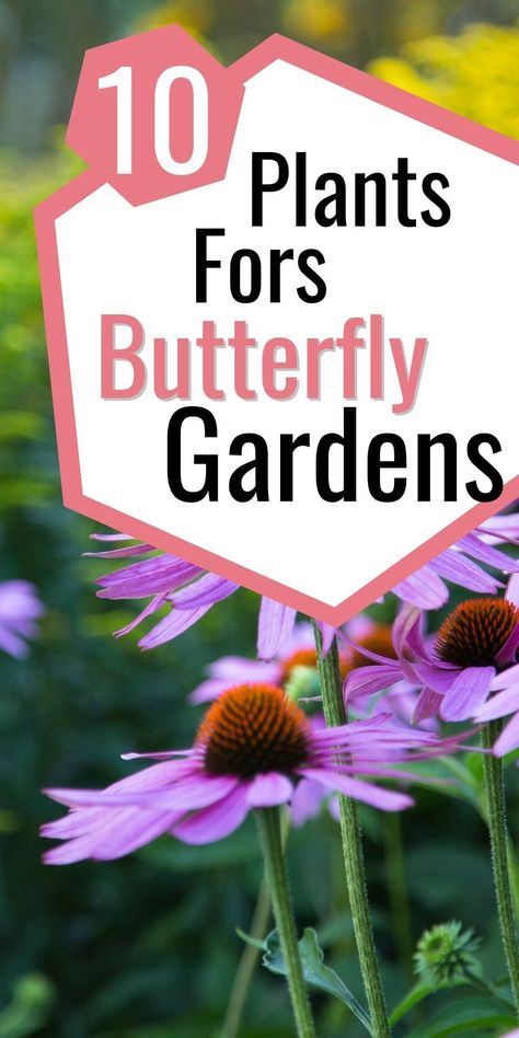 Bring life to your garden! Plant these specific flowers and plants to make it a unique butterfly habitat. See the full selection for your butterfly garden today - get started with a few quick clicks! Backyard Butterfly Sanctuary, Butterfly Garden Design Layout, Hummingbird Garden Plan, Butterfly Garden Ideas, Butterfly Sanctuary, Butterfly Food, Monarch Butterfly Garden, Garden Memorial, Magical Butterfly