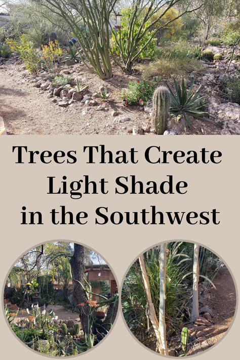 Trees That Create Light Shade in the Southwest Desert Shade Plants, Southwest Landscaping, Southwest Garden, Desert Shade, Drought Tolerant Trees, Desert Backyard, Xeriscape Landscaping, Lovely Landscapes, Desert Trees