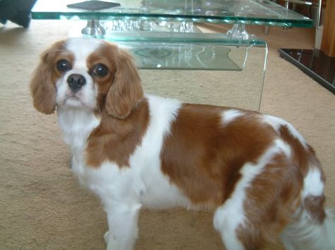 Cavalier King Charles Spaniel Haircut, Tri Colour Cavalier King Charles, Puppy Heaven, Caliver King Charles Spaniel, Spaniel Puppies For Sale, Cavalier King Charles Spaniel Blenheim, Cavalier King Charles Spaniel Tricolor, King Charles Cavalier Spaniel Ruby, Cavalier Puppy