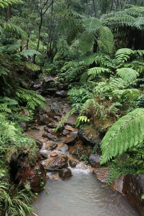 Wet in the rain forest. A small stream surrounded by wet ferns and trees , #affiliate, #forest, #small, #Wet, #rain, #stream #ad Tropical Wet Evergreen Forest, Tropical Evergreen Forest, Apothecary Garden, Wet Forest, Panorama Alam, Beautiful Tree Houses, The Sound Of Rain, Tropical Forests, Live Aquarium Plants