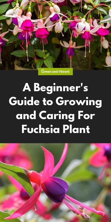 Perennial Flowers For Hanging Baskets, Fuscia Plant Care, Growing Fuschia Plant, Fuchsia Plant In Pot, Fucia Flower, Fuschia Plant Care, Fuscia Plant, Fushia Plant, Fuschia Plant