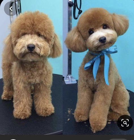 Asian Poodle Grooming, Asian Fusion Grooming Poodle, Asian Fusion Poodle, Poodle Grooming Styles, Asian Fusion Grooming, Cockapoo Grooming, Toy Poodle Haircut, Anjing Poodle, Dog Grooming Diy