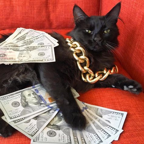 Rich Gangster Cats Flexing Their Wealth Money Cat, Cat Decor Diy, A Black Cat, Diy Funny, Laugh Out Loud, Animal Jokes, To Laugh, Beautiful Cats, 귀여운 동물