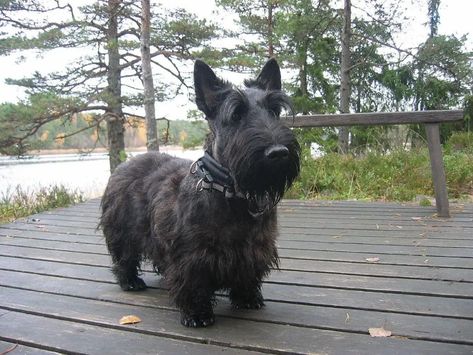 How Much Does a Scottish Terrier Cost? (2022 Price Guide) | Hepper Scottie Puppies, Scottish Terrier Puppy, English Terrier, Trumpeter Swan, Miniature Bull Terrier, Irish Terrier, Highlands Terrier, Terrier Breeds, Loyal Dogs