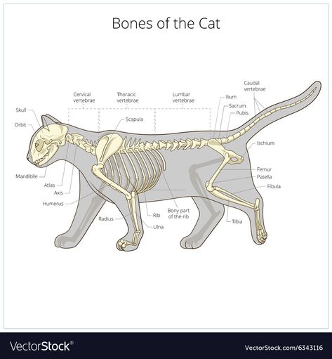 Feline Anatomy, Cat Skeleton, Cat Drawing Tutorial, Skeleton Drawings, Illustration Cat, Cat Anatomy, Dog Skeleton, Animal Skeletons, Gato Anime