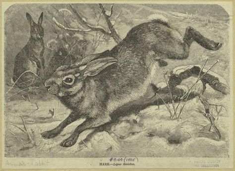 Rabbit Run, Happy March, Chinchilla Fur, Bun Bun, Antique Images, Honey Bunny, Spring Prints, Rabbit Art, Book Images