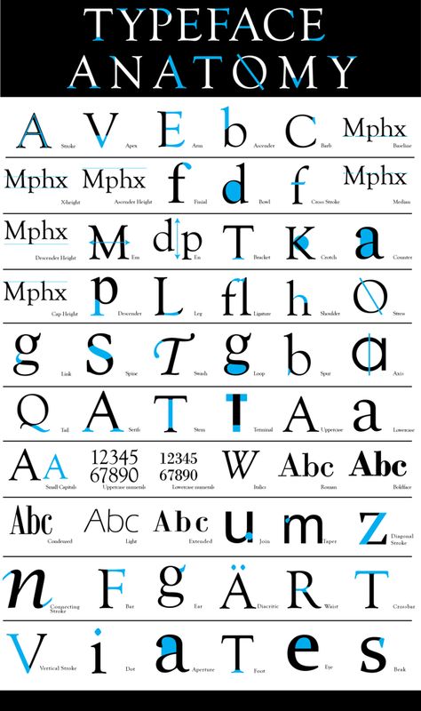 Typeface Anatomy by Alex Lang, via Behance Letter Anatomy Typography, Typeface Anatomy, Type Poster Design, Typography Anatomy, Font Anatomy, Anatomy Of Type, Letter Anatomy, Anatomy Of Typography, Lato Font