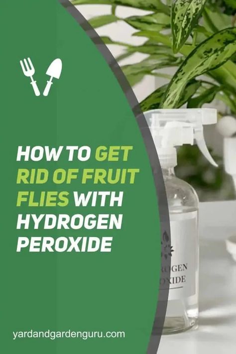 How To Get Rid Of Fruit Flies In Plants, Fruit Flies How To Get Rid Of, Fruit Fly Spray Diy, How To Get Rid Of Fruit Flies Fast, Fruit Flies Get Rid Of, How To Get Rid Of Fruit Flies In House, How To Repel Flies, Fruit Fly Repellent, How To Kill Gnats