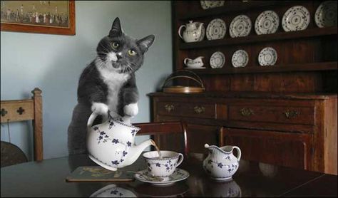 Cat serving tea Cat Tea Party, Cat Scratch, Cat Cafe, Party Funny, Funny Cat Pictures, Crazy Cat Lady, Tea Pot, Cat House, Crazy Cats