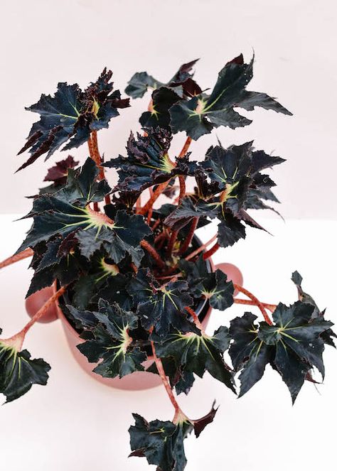 Black House Plants, Exotic Plants Indoor, Rare Begonia, Goth Plants, Begonia Varieties, Black Begonia, Alien Plants, Goth Garden, Gothic Garden