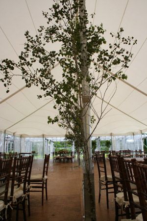 tree branches tied to tent poles bring the outside in Tree Limbs Decor Branches, Tent Pole Decorations, Imagine Pictures, Tree Branch Wedding, Grapevine Garland, Wedding Tent Decorations, Party Tent Rentals, Tent Event, Tent Wedding Reception