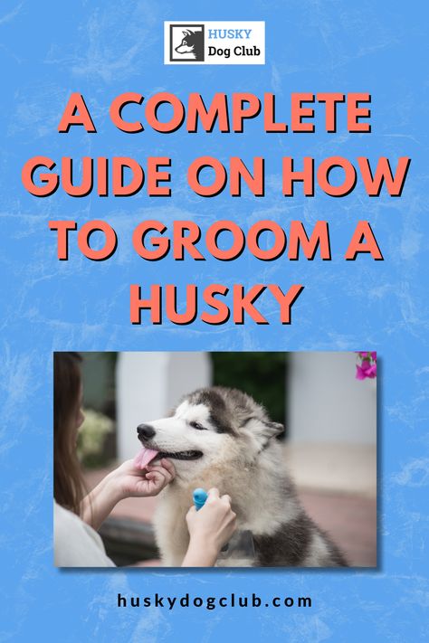 Trying to find out the best way how to groom a husky? 🛁 Don't fret, we've got your back! Step into our grooming guide in this blog post and master the art of maintaining your husky's glorious fur. It's not just about aesthetics, it's a labor of love. Dive in now! #HuskyGrooming101 Husky Haircut, Husky Tail, Husky Grooming, Grow Hair Back, Alaskan Husky, Love Dive, Dead Hair, Dog Club, My Husky