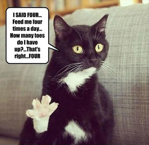 My cat is getting pushy. Humor Animal, Koci Humor, Haiwan Peliharaan, Funny Cat Memes, Funny Cat Pictures, Cats Meow, Funny Animal Pictures, Live Long, Crazy Cat Lady