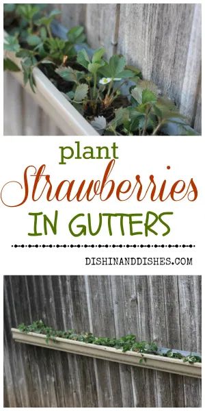 Gutter Strawberries, Strawberries Plant, How To Plant Strawberries, Plant Strawberries, Gardening Inside, Gutter Garden, Deck Planters, Strawberry Planters, Power Bowls