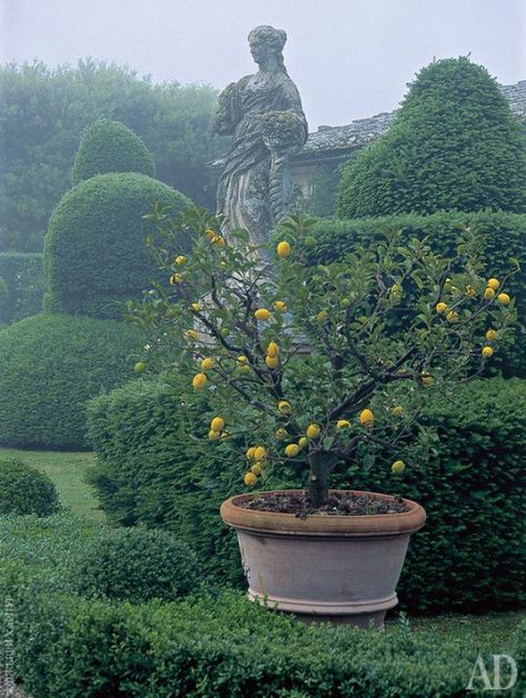 Boxwood Landscaping, Asian Garden, Formal Garden, Luxury Garden, Italian Garden, Mediterranean Garden, Formal Gardens, Garden Fountains, Lemon Tree