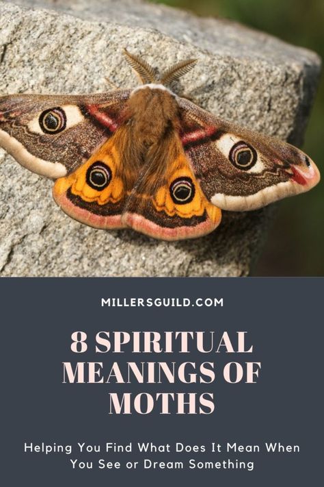 8 Spiritual Meanings of Moths Spiritual Moth Tattoo, Moths And Their Meanings, Moth Light Tattoo, Types Of Moths Meaning, Lunar Moth Tattoo Meaning, Moth Quote, Moth Spiritual Meaning, Animals Symbolism, Moth Meaning